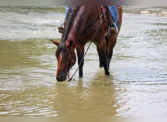 American Quarter Horse, Gelding, 7 years, Roan-Bay