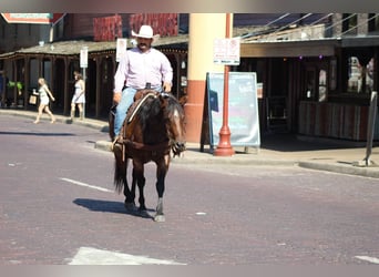 American Quarter Horse, Gelding, 7 years, Roan-Bay