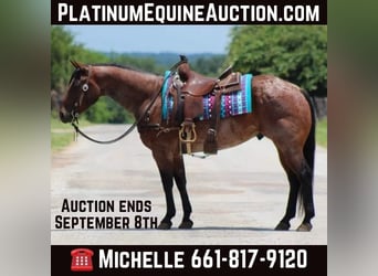 American Quarter Horse, Gelding, 7 years, Roan-Bay