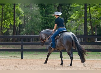 American Quarter Horse, Gelding, 7 years, Roan-Blue