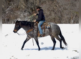 American Quarter Horse, Gelding, 7 years, Roan-Blue