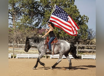 American Quarter Horse, Gelding, 7 years, Roan-Blue