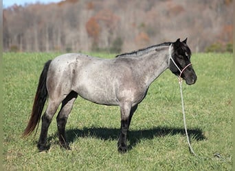 American Quarter Horse, Gelding, 7 years, Roan-Blue