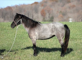 American Quarter Horse, Gelding, 7 years, Roan-Blue