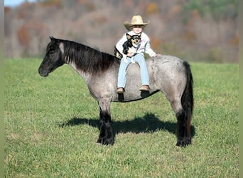 American Quarter Horse, Gelding, 7 years, Roan-Blue