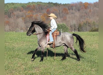 American Quarter Horse, Gelding, 7 years, Roan-Blue