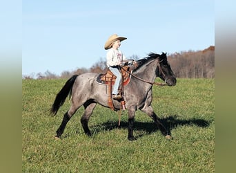 American Quarter Horse, Gelding, 7 years, Roan-Blue