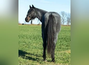 American Quarter Horse, Gelding, 7 years, Roan-Blue