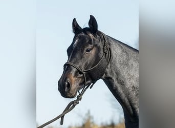 American Quarter Horse, Gelding, 7 years, Roan-Blue