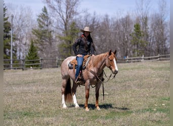 American Quarter Horse, Gelding, 7 years, Roan-Red