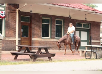 American Quarter Horse, Gelding, 7 years, Roan-Red