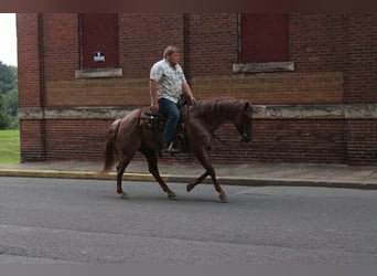 American Quarter Horse, Gelding, 7 years, Roan-Red