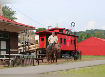 American Quarter Horse, Gelding, 7 years, Roan-Red
