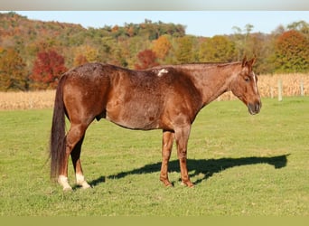 American Quarter Horse, Gelding, 7 years, Roan-Red