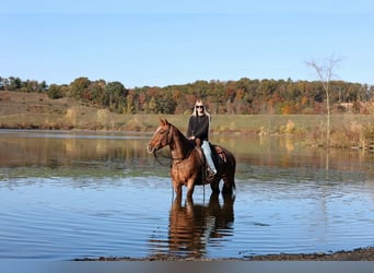 American Quarter Horse, Gelding, 7 years, Roan-Red