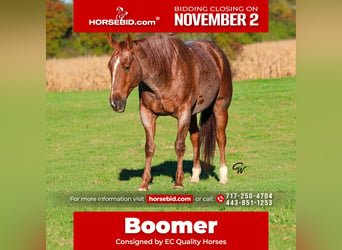 American Quarter Horse, Gelding, 7 years, Roan-Red