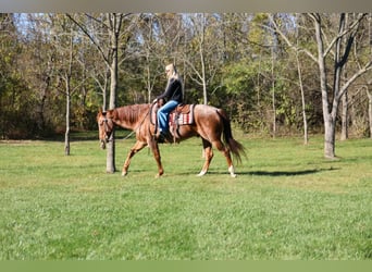 American Quarter Horse, Gelding, 7 years, Roan-Red
