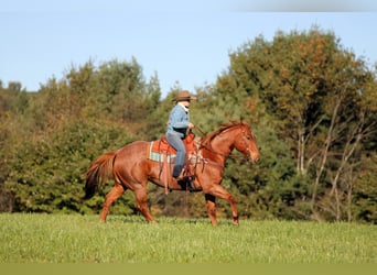 American Quarter Horse, Gelding, 7 years, Roan-Red