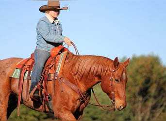 American Quarter Horse, Gelding, 7 years, Roan-Red