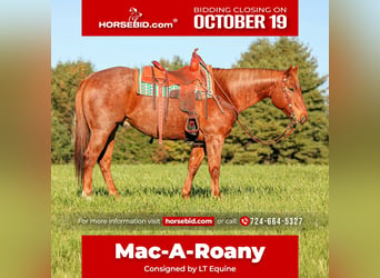 American Quarter Horse, Gelding, 7 years, Roan-Red