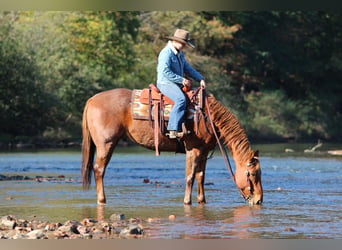 American Quarter Horse, Gelding, 7 years, Roan-Red