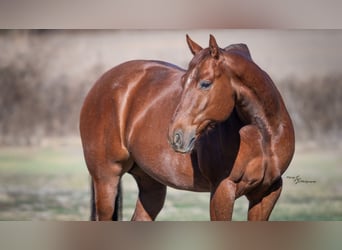 American Quarter Horse, Gelding, 7 years, Roan-Red