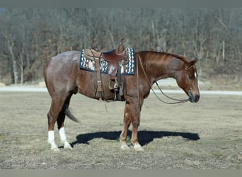 American Quarter Horse, Gelding, 7 years, Roan-Red