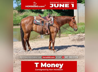 American Quarter Horse, Gelding, 7 years, Roan-Red