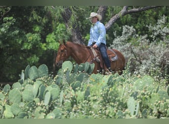 American Quarter Horse, Gelding, 7 years, Roan-Red
