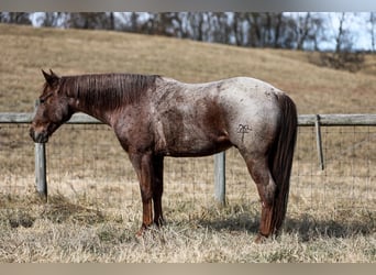 American Quarter Horse, Gelding, 7 years, Roan-Red