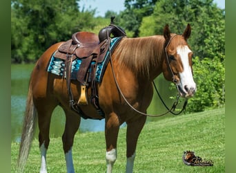 American Quarter Horse, Gelding, 7 years, Sorrel
