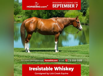 American Quarter Horse, Gelding, 7 years, Sorrel