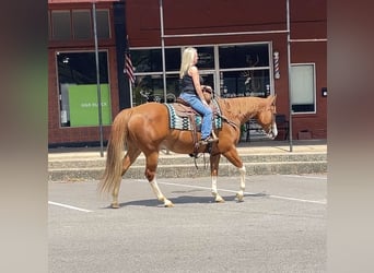 American Quarter Horse, Gelding, 7 years, Sorrel