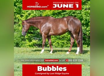 American Quarter Horse, Gelding, 7 years, Sorrel