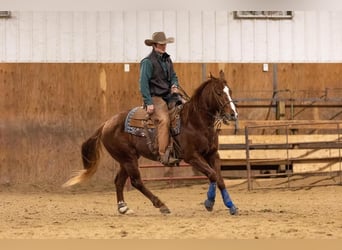 American Quarter Horse, Gelding, 7 years, Sorrel