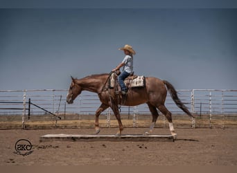 American Quarter Horse, Gelding, 7 years, Sorrel