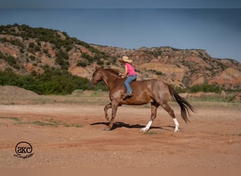 American Quarter Horse, Gelding, 7 years, Sorrel
