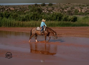 American Quarter Horse, Gelding, 7 years, Sorrel