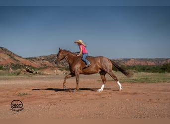 American Quarter Horse, Gelding, 7 years, Sorrel