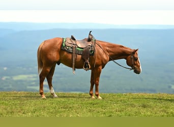 American Quarter Horse, Gelding, 7 years, Sorrel