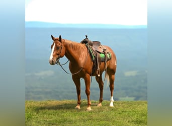 American Quarter Horse, Gelding, 7 years, Sorrel