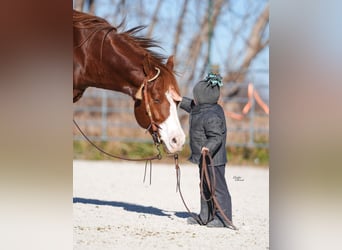 American Quarter Horse, Gelding, 7 years, Sorrel
