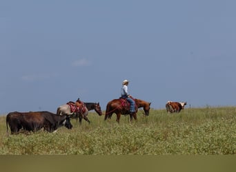 American Quarter Horse, Gelding, 7 years, Sorrel