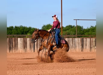 American Quarter Horse, Gelding, 7 years, Sorrel