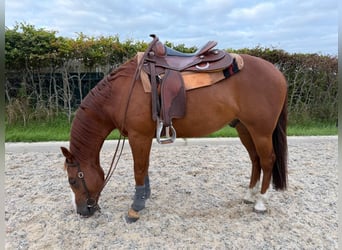 American Quarter Horse, Gelding, 7 years, Sorrel