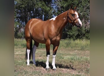 American Quarter Horse, Gelding, 7 years, Tobiano-all-colors