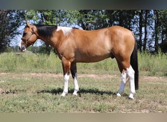 American Quarter Horse, Gelding, 7 years, Tobiano-all-colors