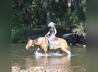 American Quarter Horse, Gelding, 7 years, Tobiano-all-colors