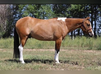 American Quarter Horse, Gelding, 7 years, Tobiano-all-colors