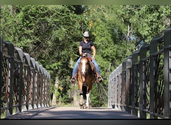 American Quarter Horse, Gelding, 7 years, Tobiano-all-colors